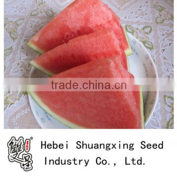 Jingfeng high value high yield Seedless watermelon seeds