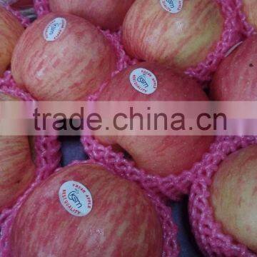 export fresh fuji apple low price
