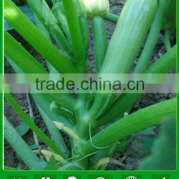 MSQ05 Biyuan Mid-early maturity type F1 hybrid squash seeds, long squash seeds