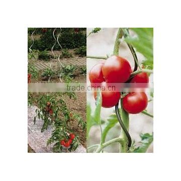 tomato spiral stakes / spiral stakes for tomatoes/Tomato Spiral Support Stake For Climbing Plants