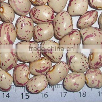 Light speckled beans