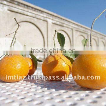 New Year 2017 Special Offer - Pakistani Citrus