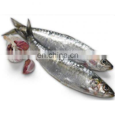 frozen sardine fish Sardinella Longiceps for bait and canning