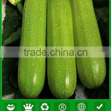NSQ101 Haoa green quality Hybrid zucchini seeds, vegetable seeds