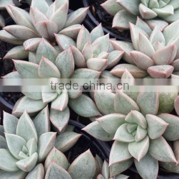 graptopetalum ametorum , grapes hybrid decorative plants echeveria, succulent plants, tropical plants