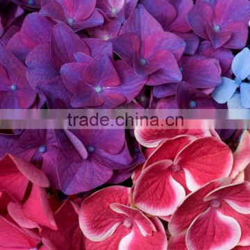 Super quality top sell purple hydrangea flower