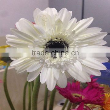 Fresh chrysanthemum gerbera cut flowers from china