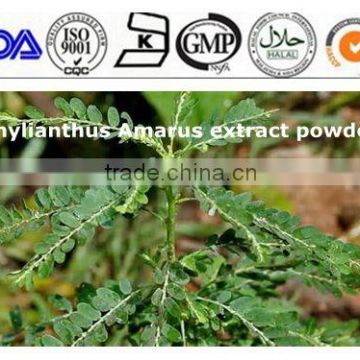 ISO 13 years factory Phyllanthus Amarus extract