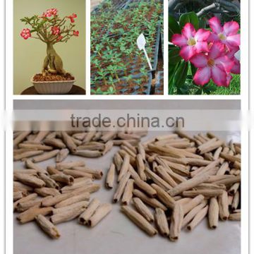 Desert Rose Seeds from China