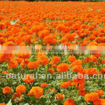 Marigold flower extract Lutein zeaxanthin mixed powder ISO GMP HACCP KOSHER HALAL