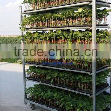 399 vegetables planting box