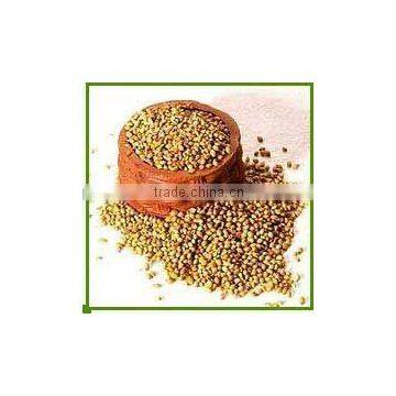 Coriander Seeds