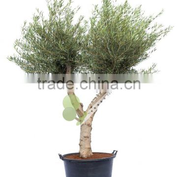 Olive tree - Olea Europaea "Hojiblanca"