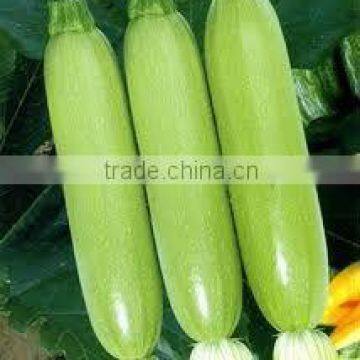 Green Jade chinese fresh green straight squash seeds