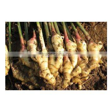 China Shandong Size 100g/150g Fresh Ginger