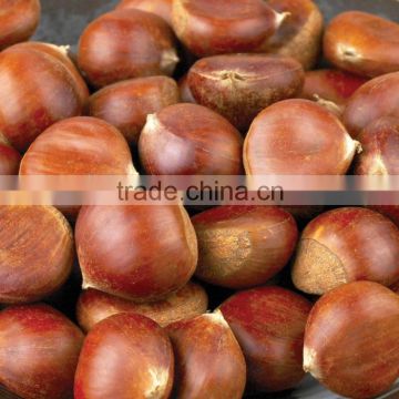 factory of Organic Raw Fresh Chestnut Chinese bulk chestnuts