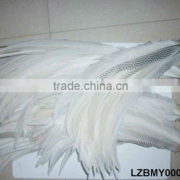 Silver pheasant tail feathers LZBMY00004
