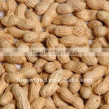 Roasted peanut in shells 2011 crop