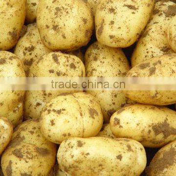 fresh potato factory