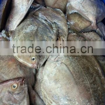 BLACK POMFRET/Parastromateus niger/mackerel/ sardine/ pangasius/ swai/ basa fish/ tuna