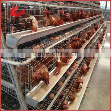 High Quality Electric Galvanized Cages For Layers, Long Life, Better Serive