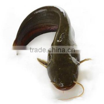 High quality new stock whole round Catfish (Silurus Asotus)