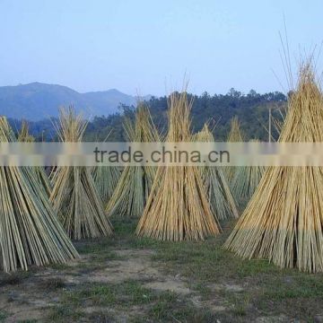 Bamboo Stake - Tonkin cane - Bamboo cane