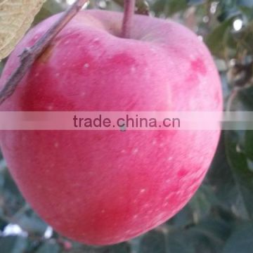 2013 new crop Fuji apple