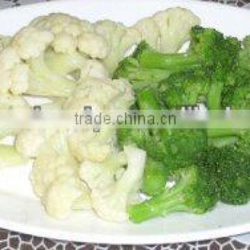 Best selling Vietnam high quality IQF Frozen Broccoli