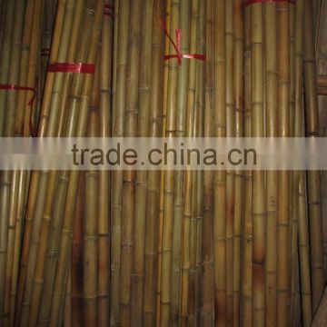 Bamboo for construction and garden