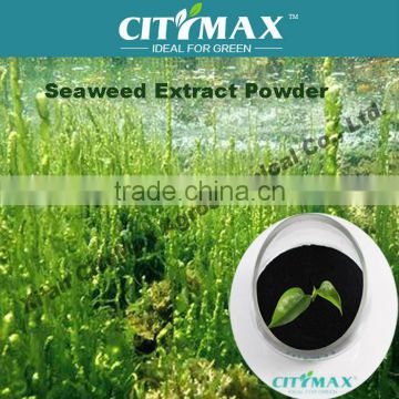 HOT!!! 100% soluble organic fertilizer seaweed kelp extract powder Ascophyllum nodosum source
