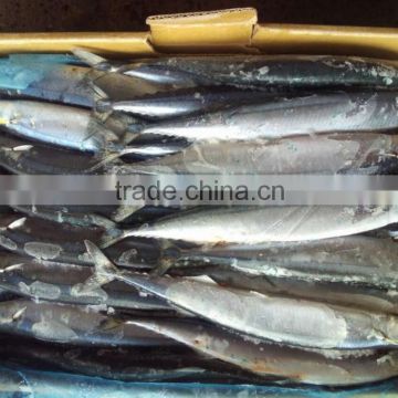 Newly Hot Sale High Quality Pacific Saury # 0 from China
