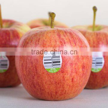 best fresh apple supplier from China