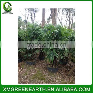 Rhapis excelsa palms height 1.5m (3)