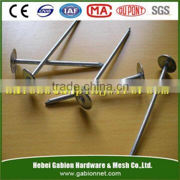 Low Price High Quality Common Wrie Nail