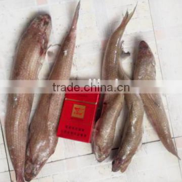 frozen lizard fish import china products