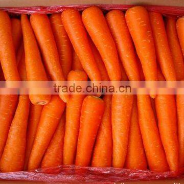 Whole frozen baby carrot, China golden supplier