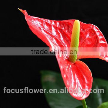colorful flowers FLOWER Color FLOWER Anthurium fresh flowers for love, anniversary