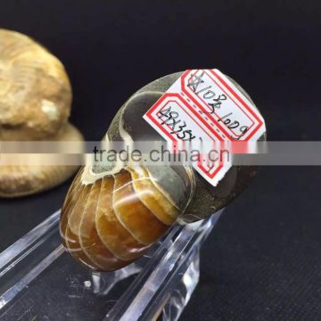 Natural Rock High Quality Polished Conch Ammonite Fossil Crystal Stones For Decoration