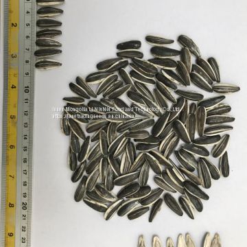 Inner Mongolia Sunflower Seeds with Factory Price