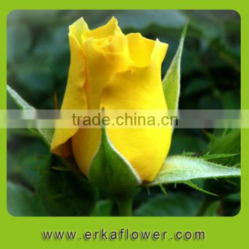 High quality fashion fresh cut yellow rose plants