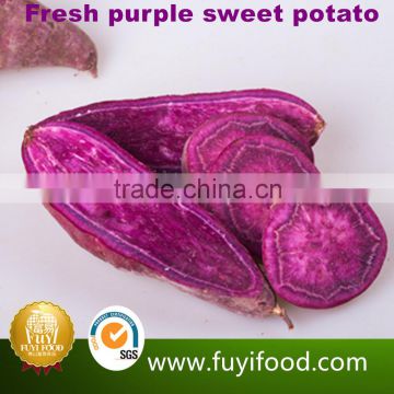 Exporter Fresh Purple Sweet Potatoes