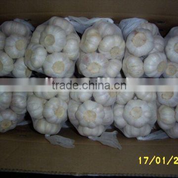 Raw Garlic From China