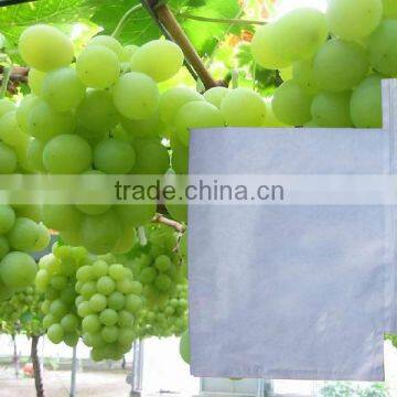 Grape Growing Cultivting Paper Bag