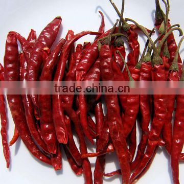 SPICY RED CHILI FINGER EXPORTER