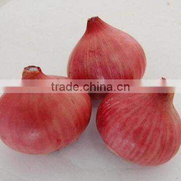 New Crop Farm Nasik Red Onion