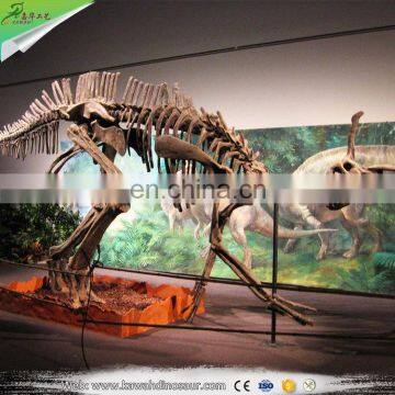 Dino museum display dinosaur skeleton model