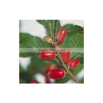Synsepalum dulcificum (Miracle Fruit, Miraculous Berry, Miracle Berry)