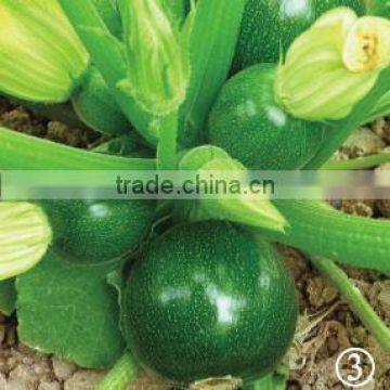 Mo Zhu dark green skin round shape excellent gloss Squash seeds