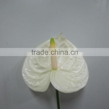 Fragrant aroma hot-sale supply high quality fresh cut antirrhinum flower